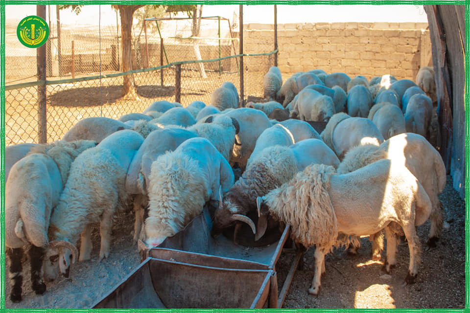 "حملة أضاحي الخير من تل الخير "